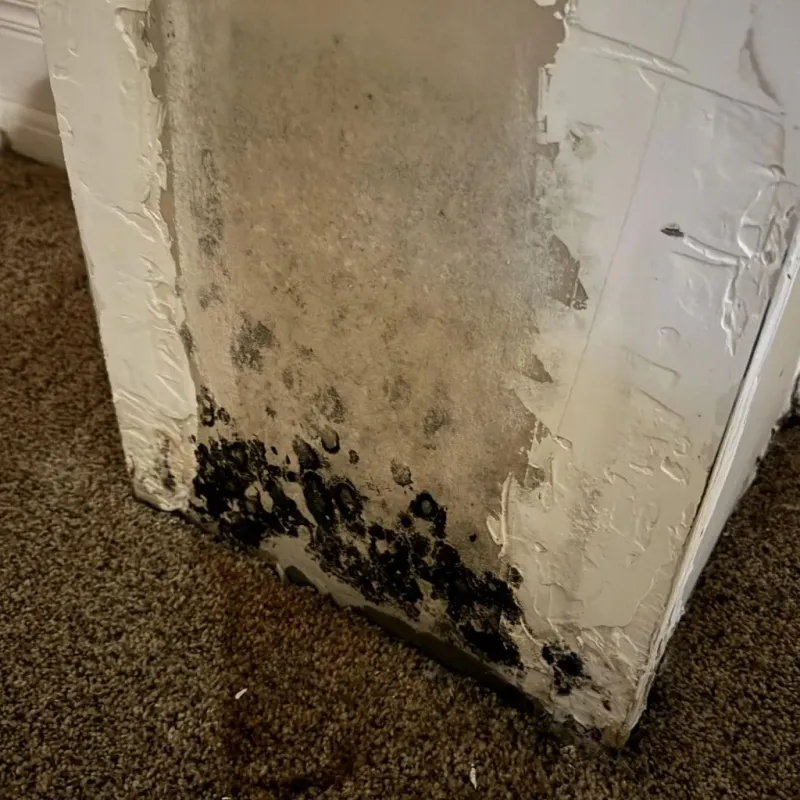 Professional Mold Removal in Saks, AL